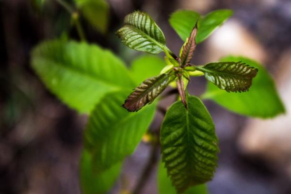 American Chestnut